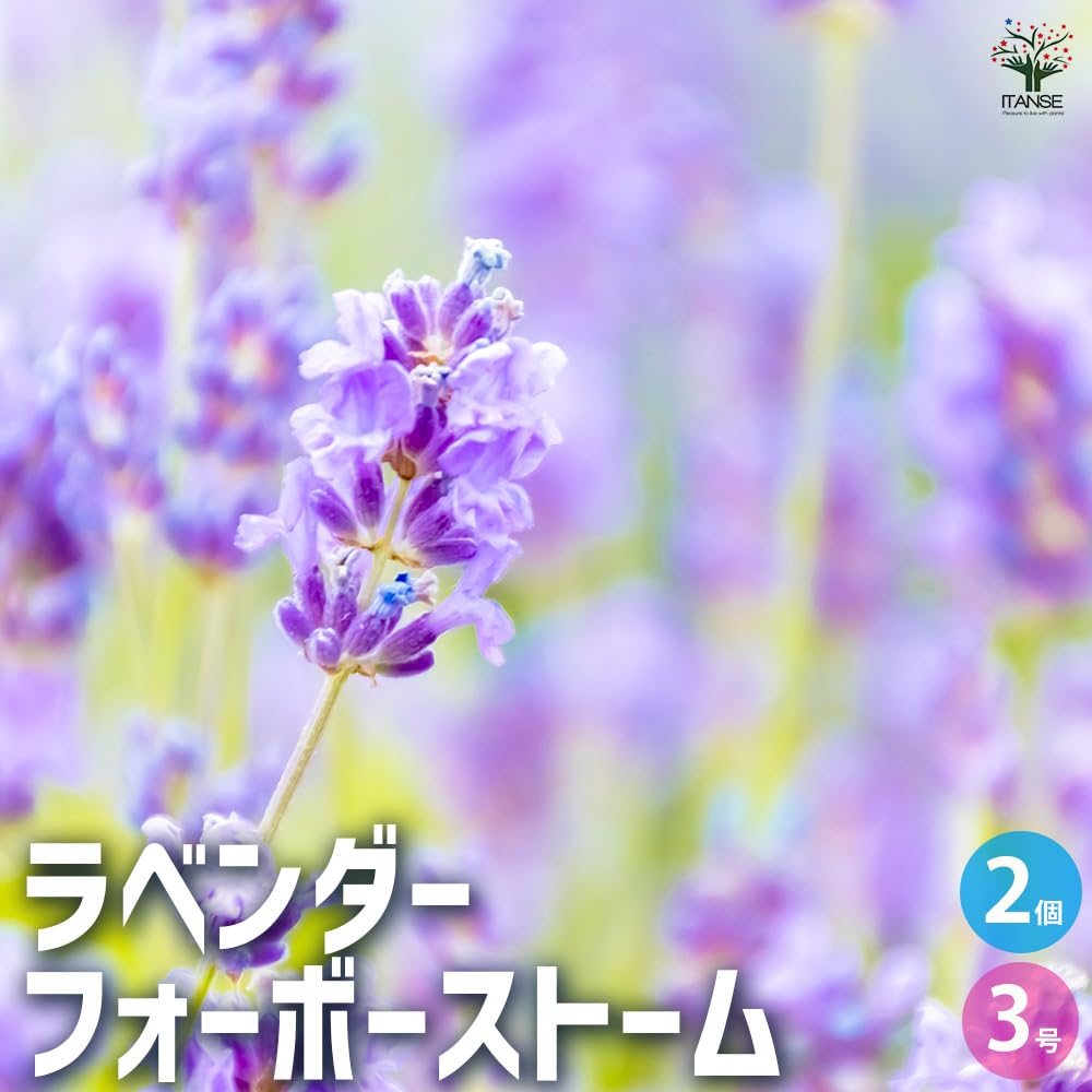Amazon.co.jp: ITANSE: ラベンダー